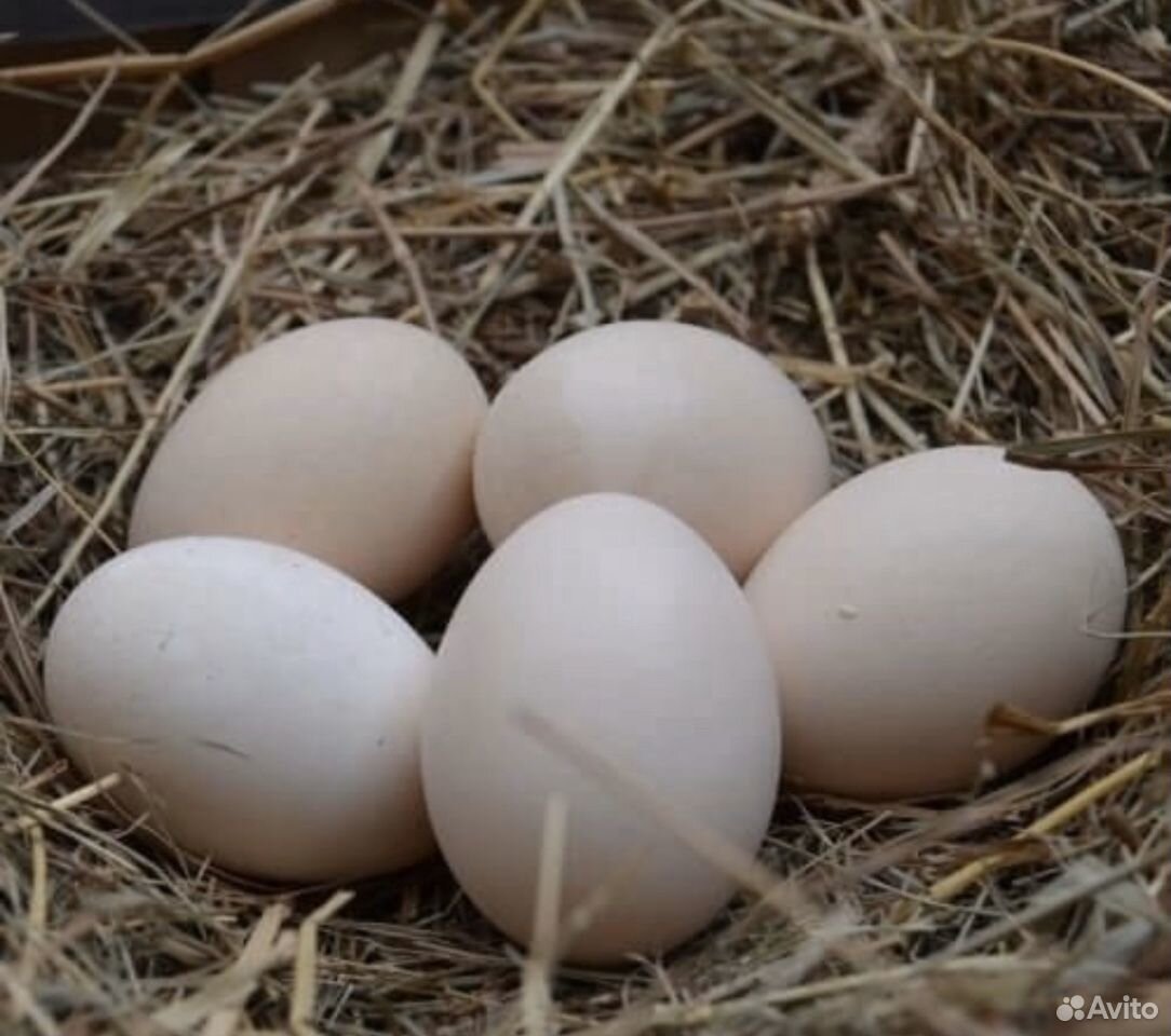 Яйцо инкубационное несушки купить на Зозу.ру - фотография № 1