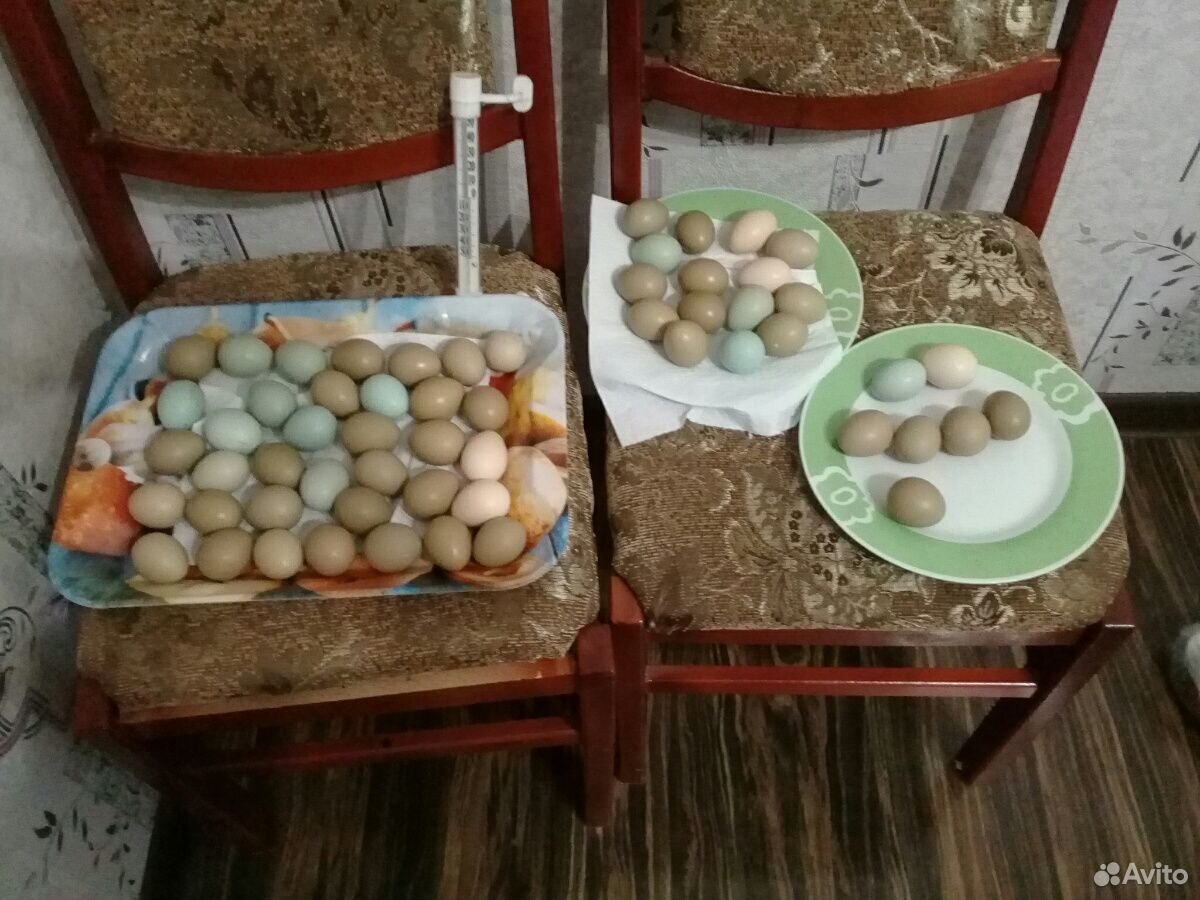 Инкубационное яйцо фазана купить на Зозу.ру - фотография № 2