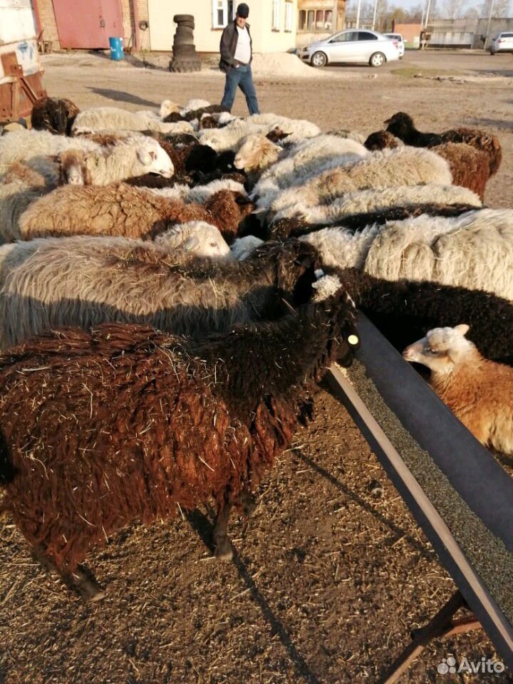 Овцематки купить на Зозу.ру - фотография № 4