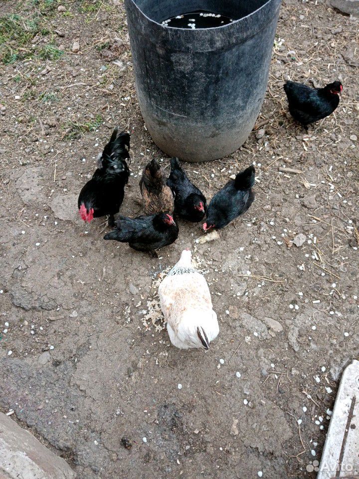 Квочка с цыплятами купить на Зозу.ру - фотография № 7