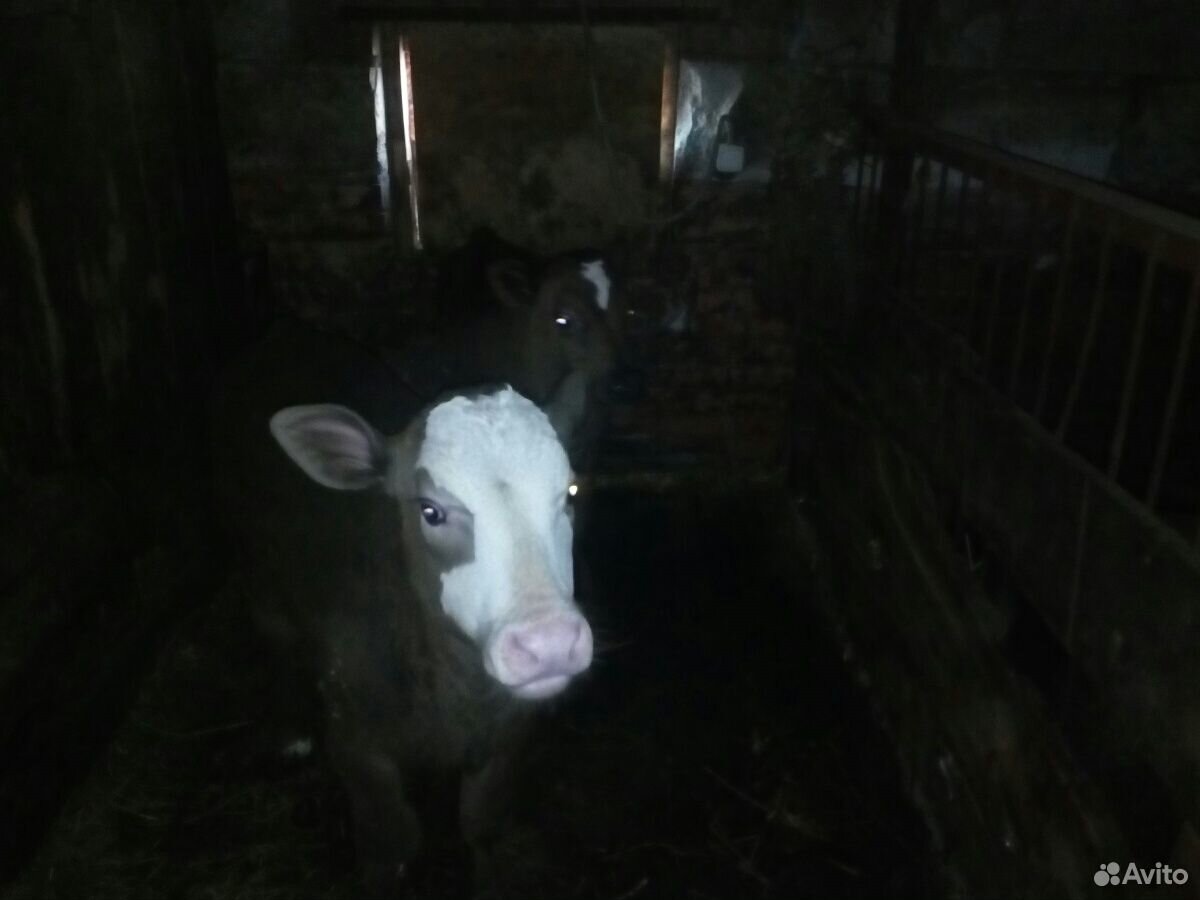 Корова с бычками на подсосе,все вместе купить на Зозу.ру - фотография № 1