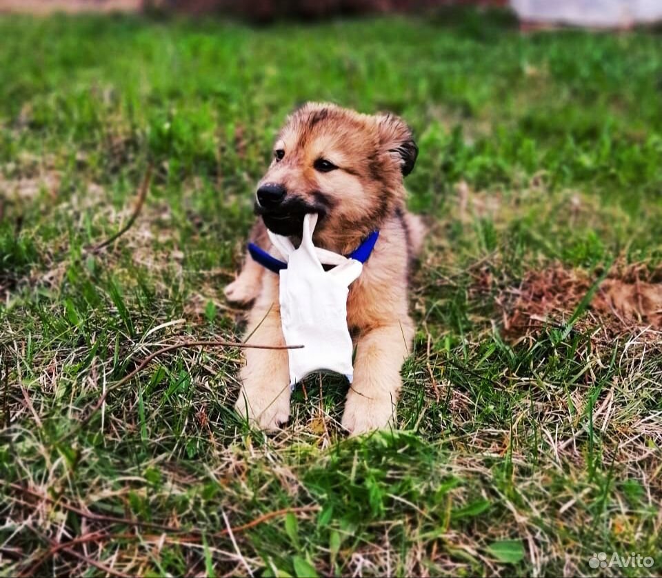 Классный щенок по имени Баффи купить на Зозу.ру - фотография № 3