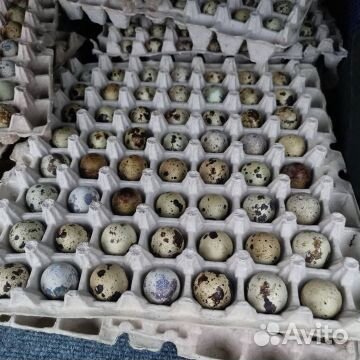 Перепелки,яйцо пищевое, инкубационное купить на Зозу.ру - фотография № 3