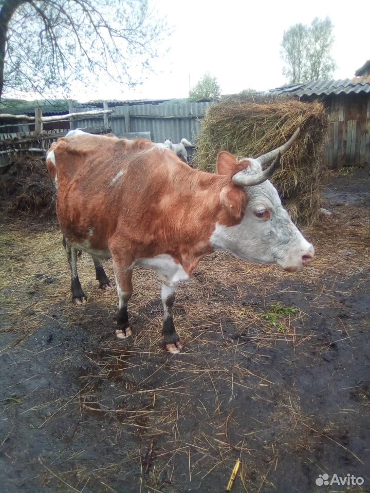 Продам корову купить на Зозу.ру - фотография № 2