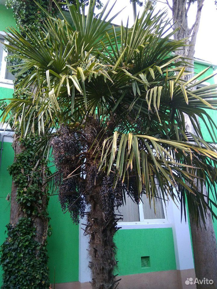 Пальма китайская веерная (Трахикарпус Форчуна) раз купить на Зозу.ру - фотография № 2