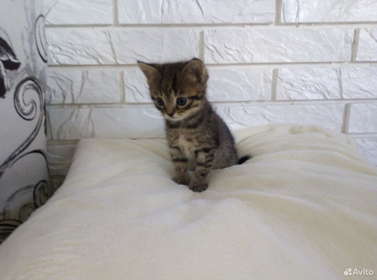 Продам шотландских котят. Котята родились 4 апреля купить на Зозу.ру - фотография № 5
