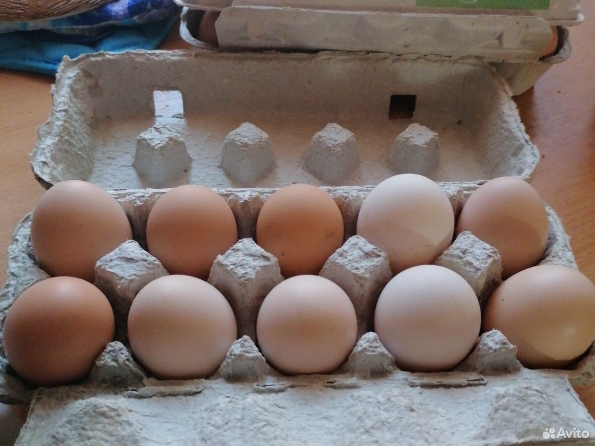 Инкубационные яйца, куры, цыплята купить на Зозу.ру - фотография № 1