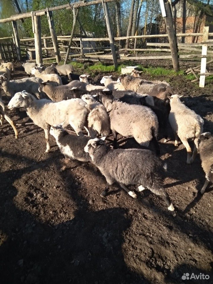 Овцы бараны ягнята купить на Зозу.ру - фотография № 3