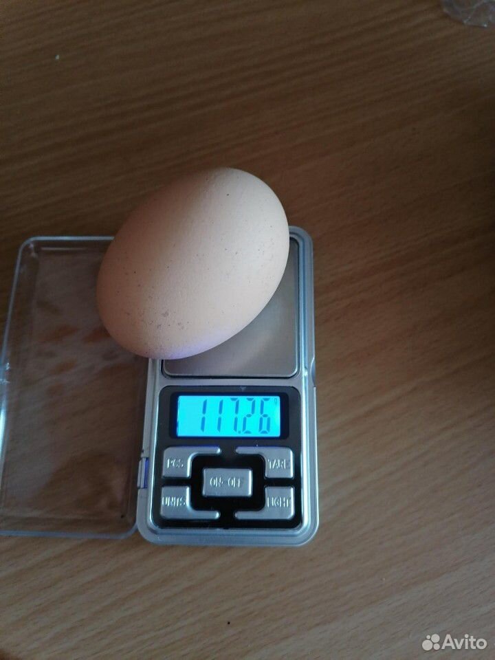 Инкубационное яйцо купить на Зозу.ру - фотография № 6