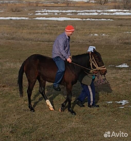 Продам лошадь, 2 года купить на Зозу.ру - фотография № 1