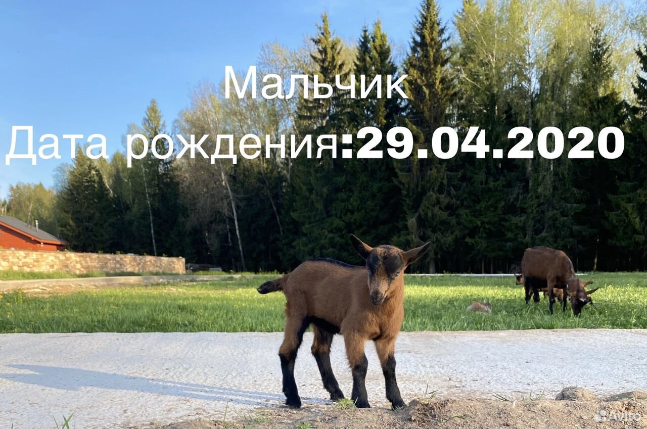 Чешские козлята на племя купить на Зозу.ру - фотография № 2