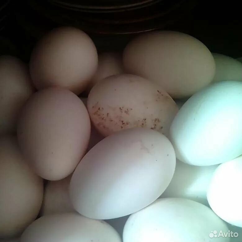 Яйца на инкубацию Гусиные и Индо-Утиные купить на Зозу.ру - фотография № 3