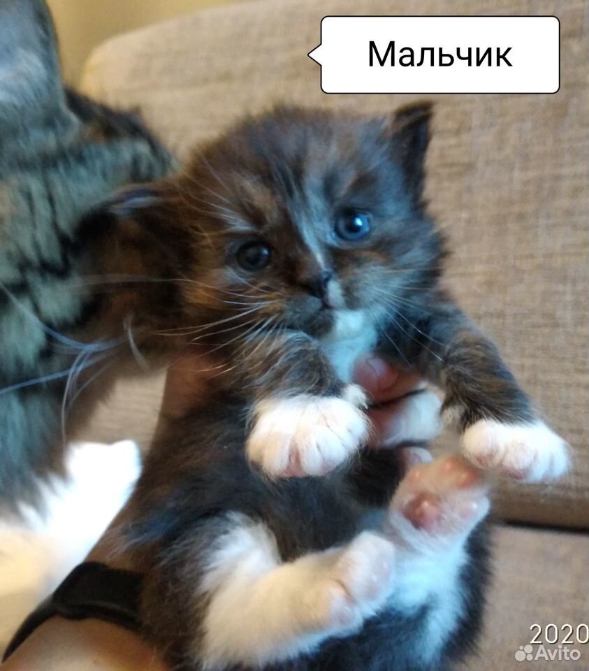 Котята сибирские купить на Зозу.ру - фотография № 5