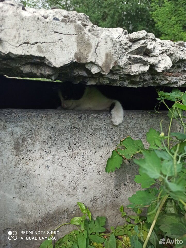 Бездомные котики купить на Зозу.ру - фотография № 2