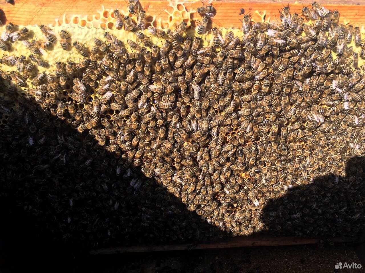 Пчёлы (с ульями) купить на Зозу.ру - фотография № 2