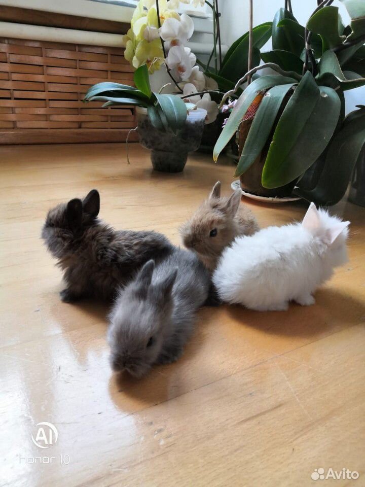 Карликовые кролики купить на Зозу.ру - фотография № 2