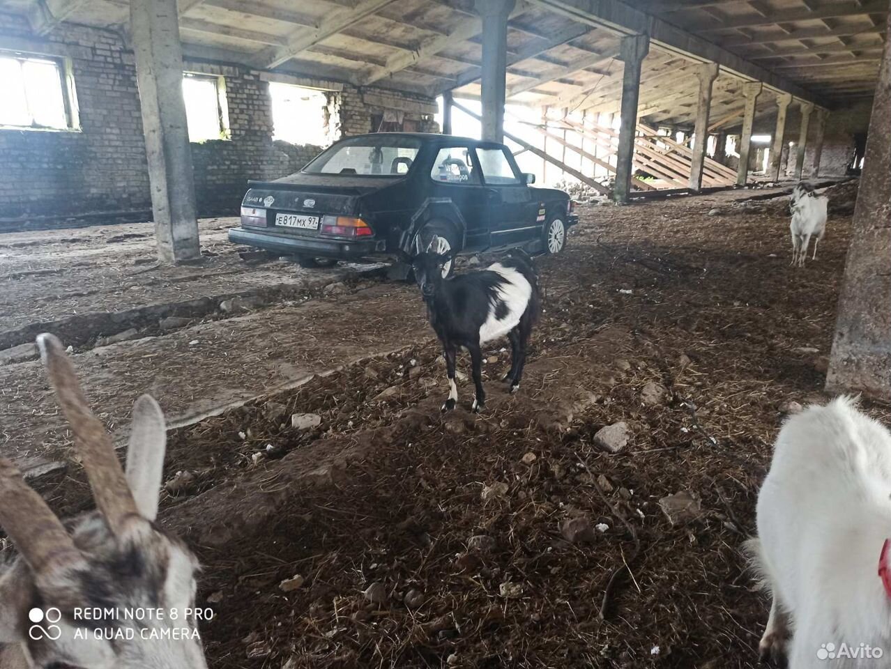 Продам дойных коз купить на Зозу.ру - фотография № 6