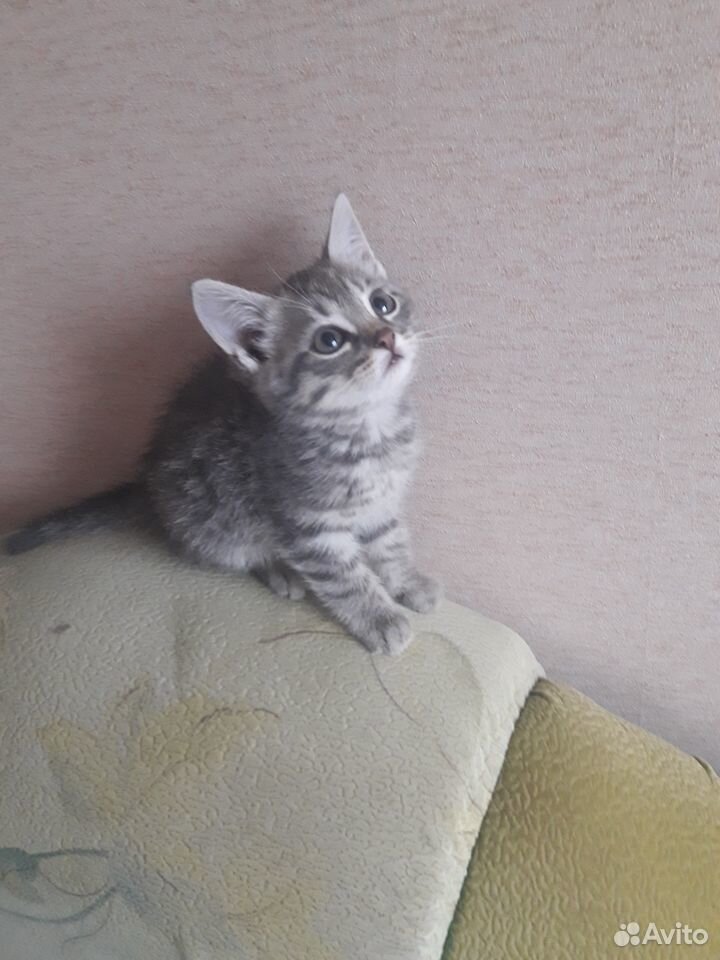 Котик 2 месяца купить на Зозу.ру - фотография № 2