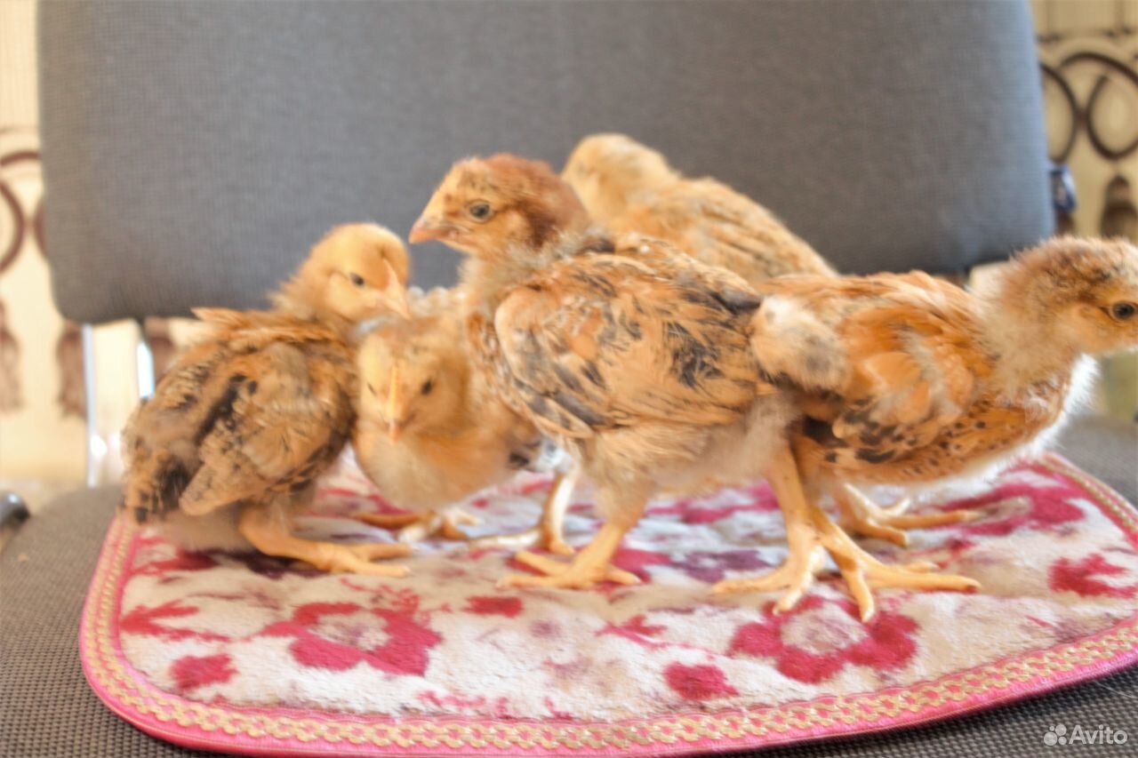Продам цыплят породы кучинская юбилейная купить на Зозу.ру - фотография № 2
