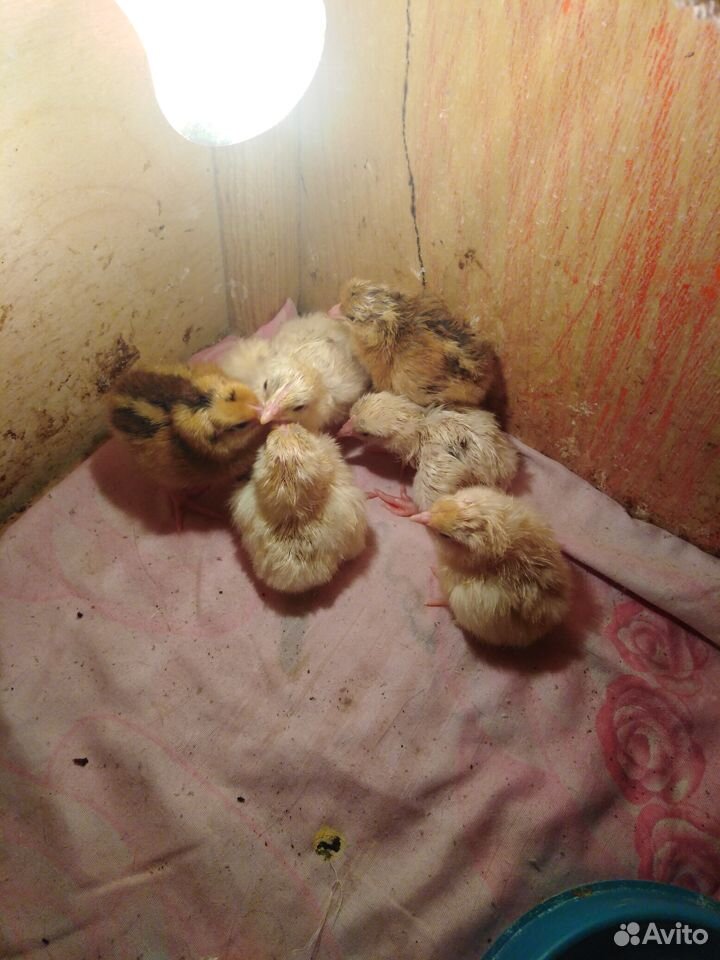Продам цыплят от кур несушек купить на Зозу.ру - фотография № 1
