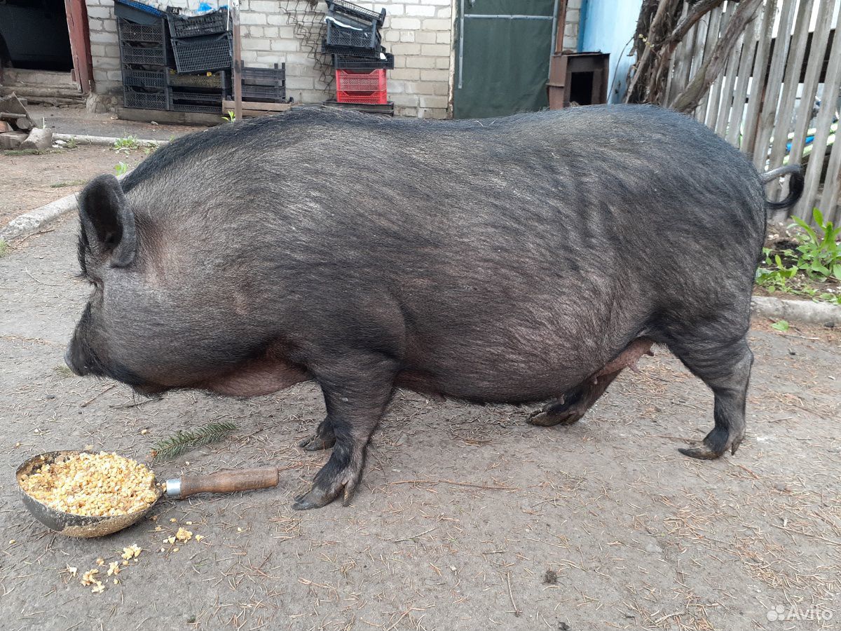 Продам вьетнамских свиней купить на Зозу.ру - фотография № 3