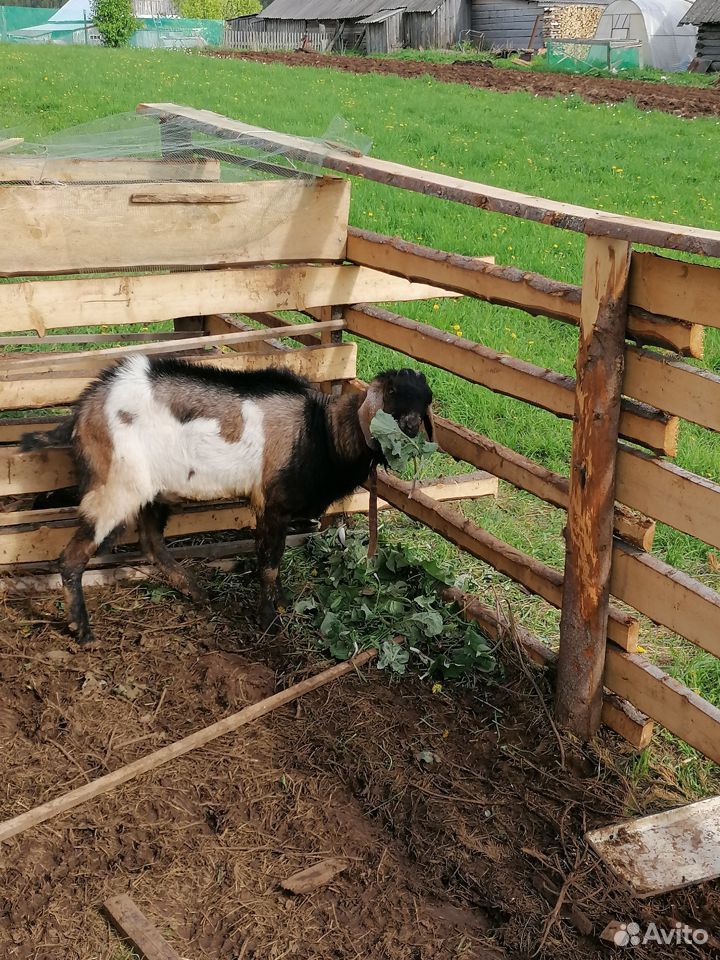 Продам англо-нубийского козла купить на Зозу.ру - фотография № 2