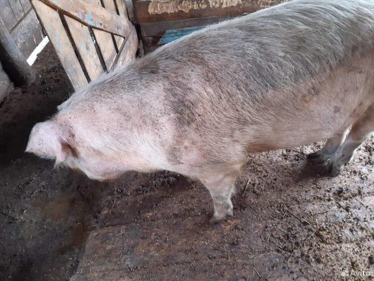 Свинья мясной породы купить на Зозу.ру - фотография № 3