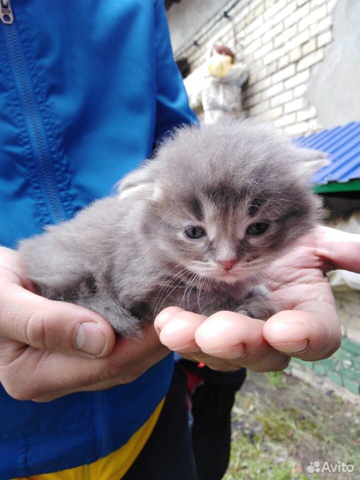 Отдаём в добрые руки 3-х котят, 2 девочки и мальчи купить на Зозу.ру - фотография № 4