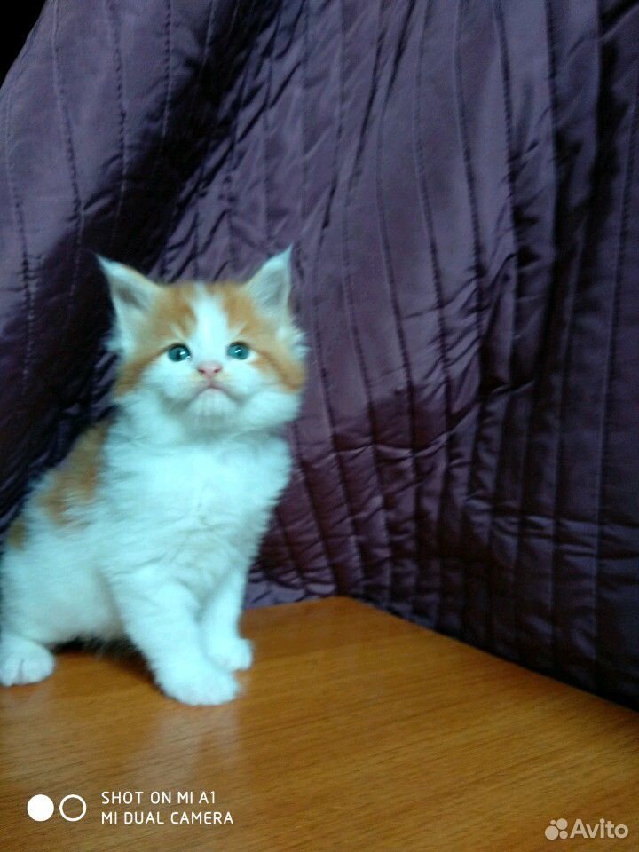 Кот красный арлекин мраморный купить на Зозу.ру - фотография № 6