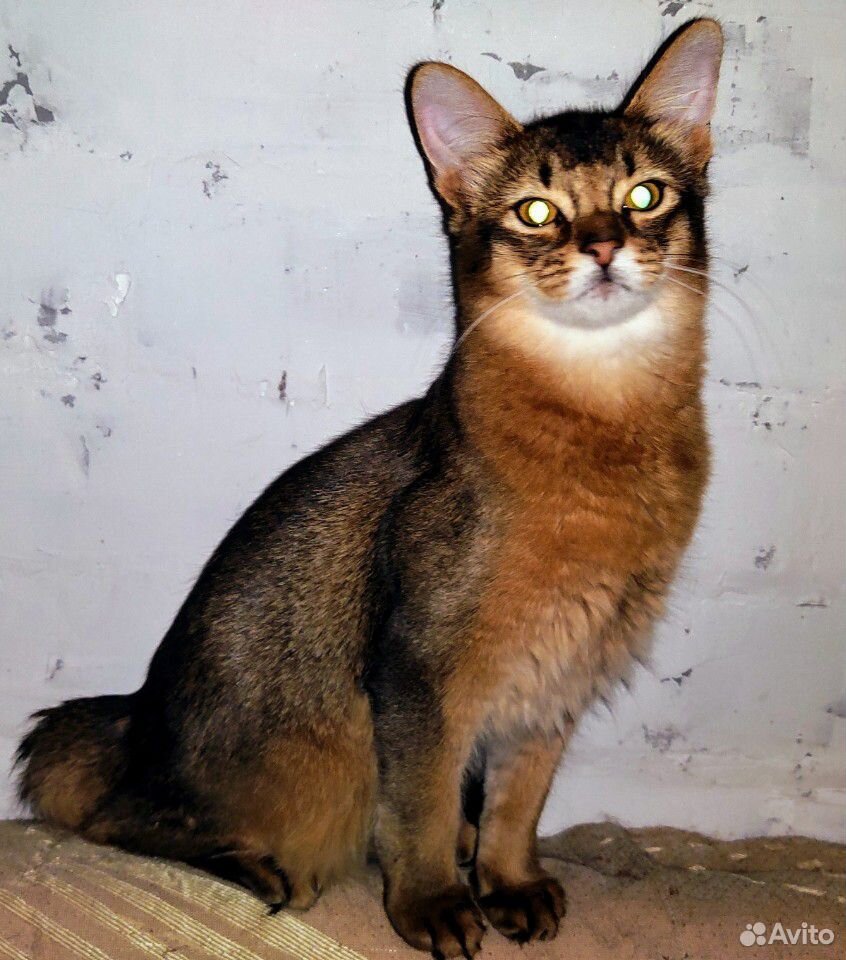Сомалийский кот купить на Зозу.ру - фотография № 1