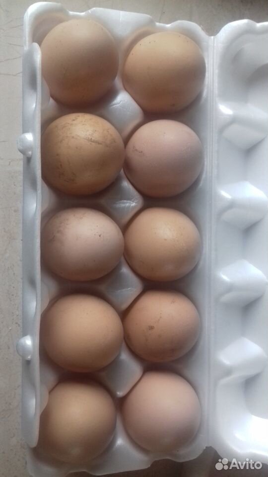 Пищевое и инкубационное яйцо купить на Зозу.ру - фотография № 1