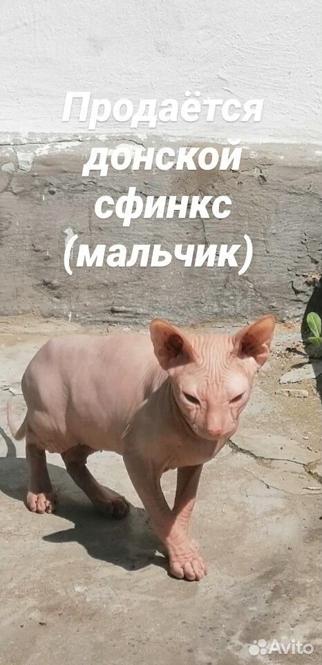 Котенок донской сфинкс купить на Зозу.ру - фотография № 1