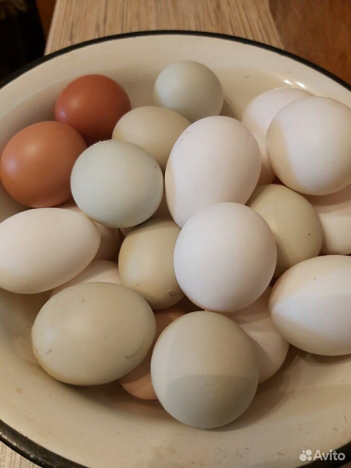 Яйцо домашнее от молодых кур купить на Зозу.ру - фотография № 2