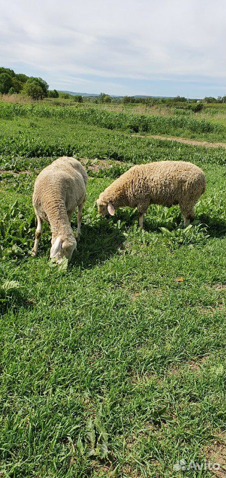 Мериноланд бараны и овцы купить на Зозу.ру - фотография № 1