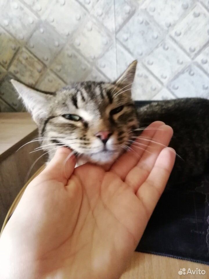 Добрый котик в ответственные руки купить на Зозу.ру - фотография № 3