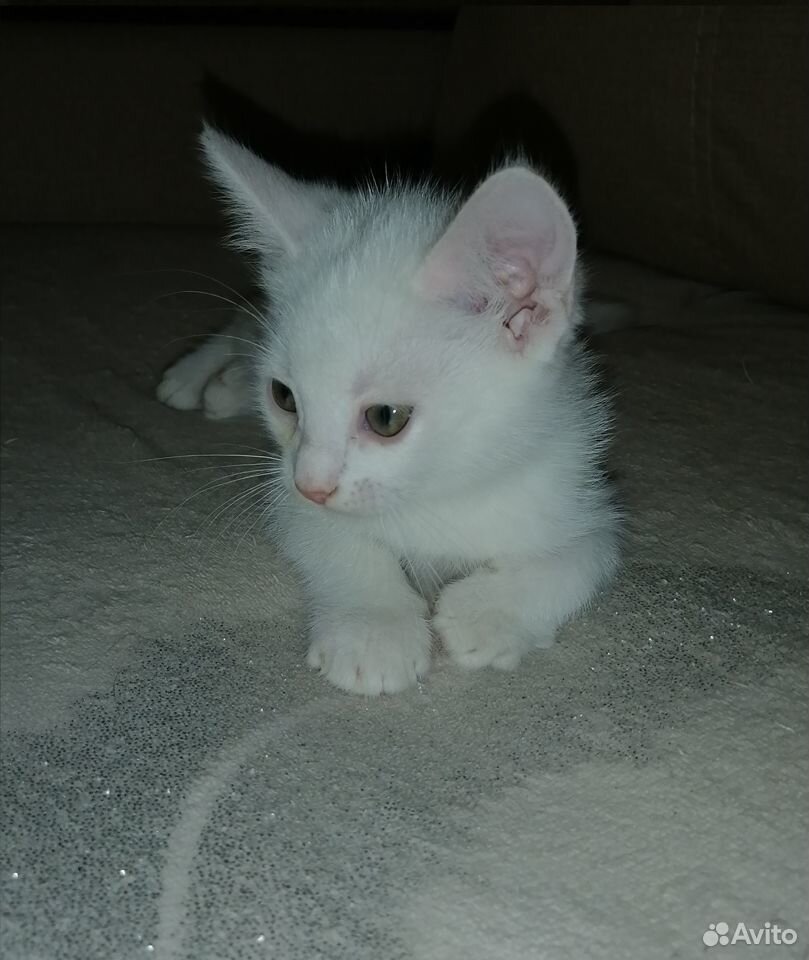 Белоснежные котята купить на Зозу.ру - фотография № 7