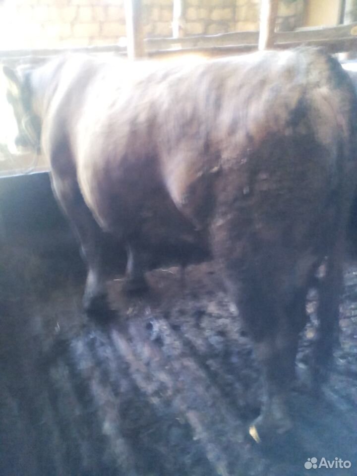 Продаются откормленные бычки весом от 250 до 450 купить на Зозу.ру - фотография № 9