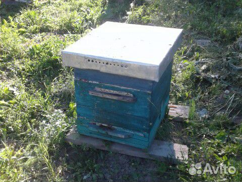 Пчеласемьии с улиями 10 рамочные 3 корпуса. карпат купить на Зозу.ру - фотография № 1