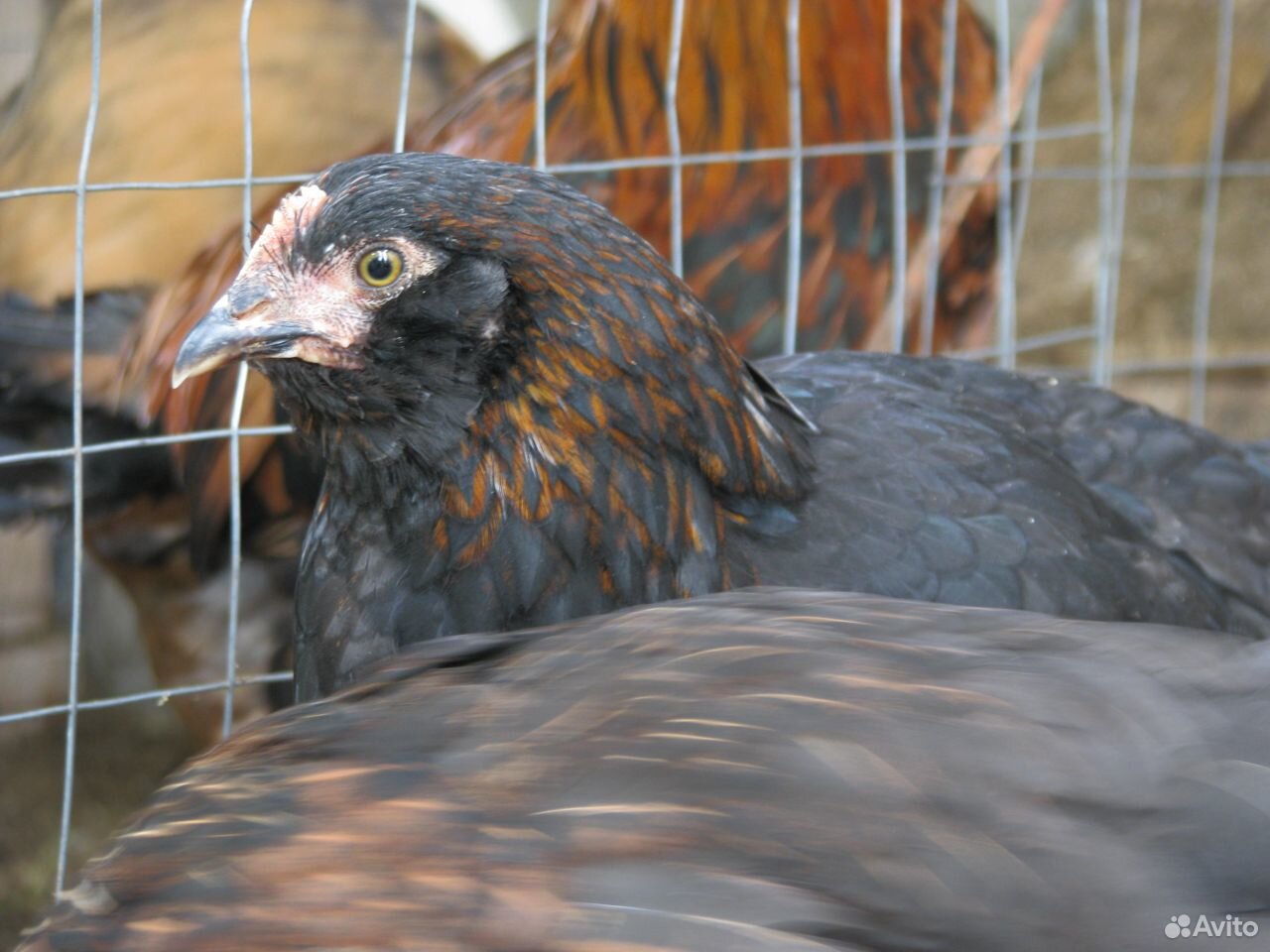 Цыплята, Несушки, пасхальные куры купить на Зозу.ру - фотография № 6