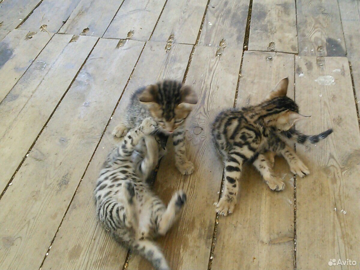 Бенгальские котята купить на Зозу.ру - фотография № 9