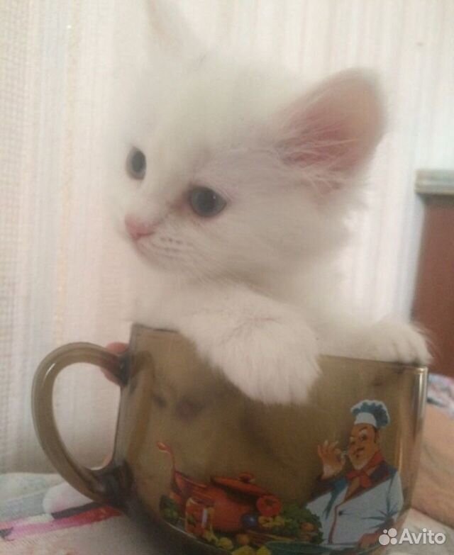 Ангорские котята купить на Зозу.ру - фотография № 1