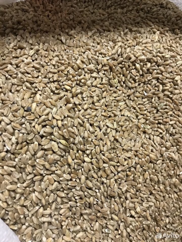 Продам зерно пшеницы купить на Зозу.ру - фотография № 2