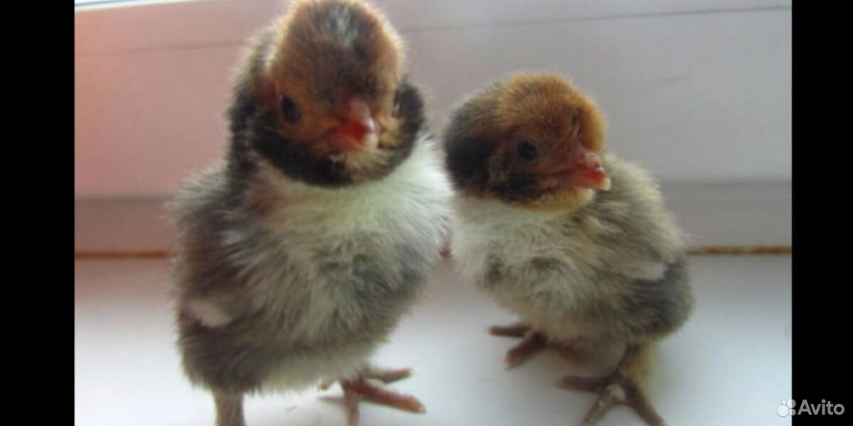 Цыплята от породистых кур совместного содержания купить на Зозу.ру - фотография № 4