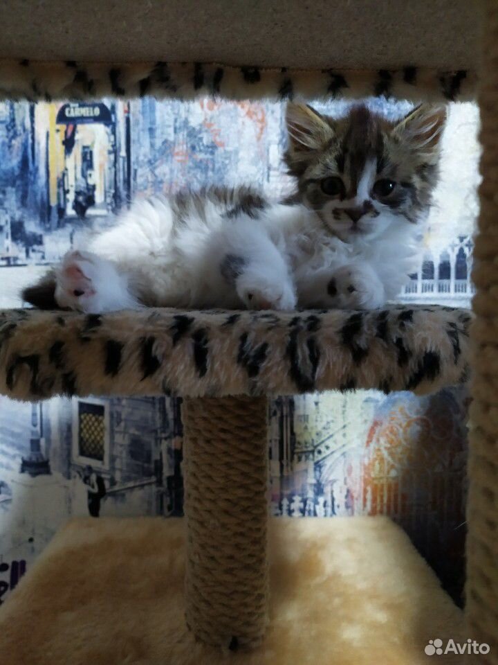 Котята, от приюта купить на Зозу.ру - фотография № 1