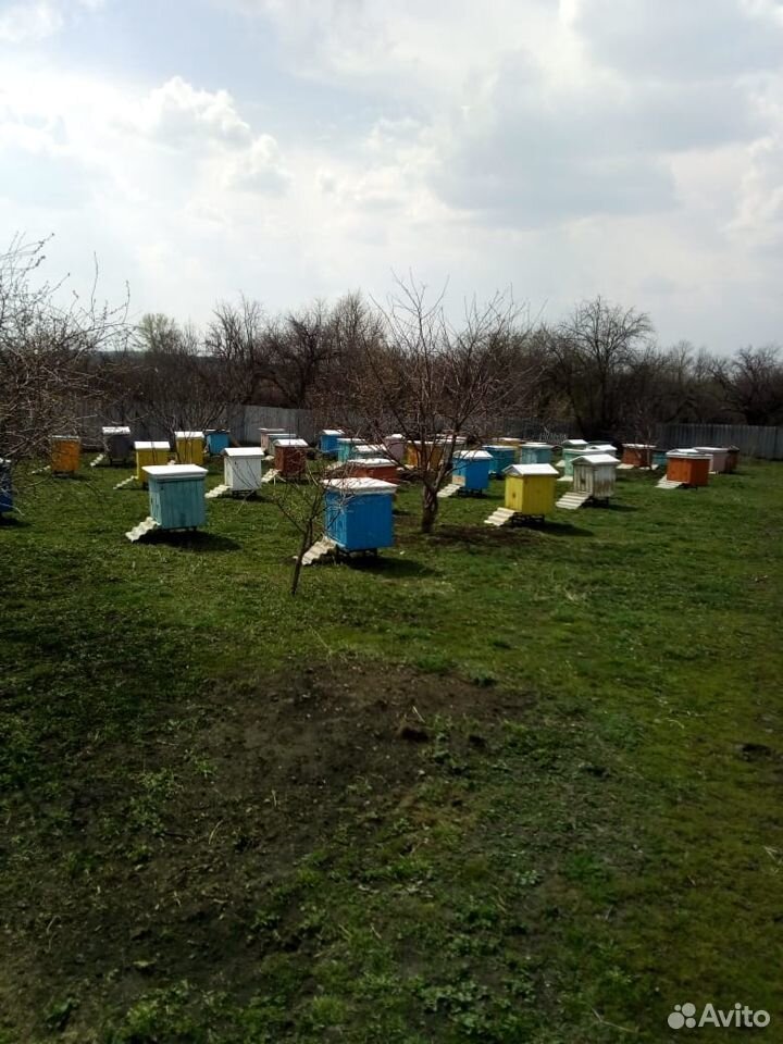 Пчелы Карника, Карпатка, Бакфаст купить на Зозу.ру - фотография № 1