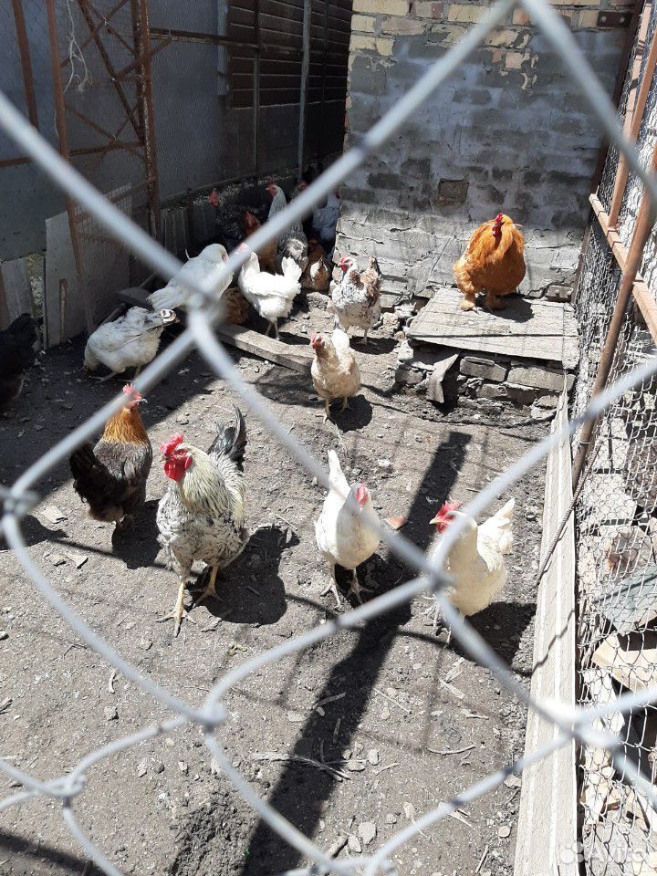 Курочки несушки домашнии и цыплята подрощеные купить на Зозу.ру - фотография № 2
