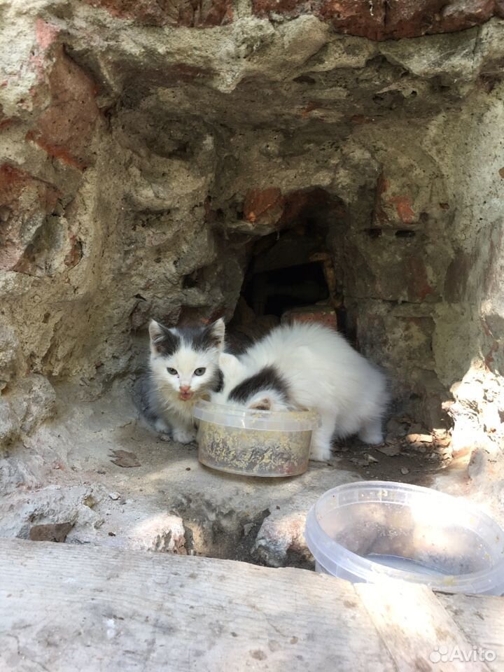 Котенок ищет дом купить на Зозу.ру - фотография № 2