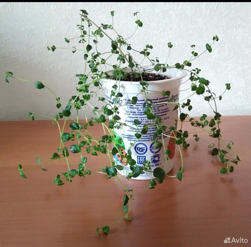 Чабрец (тимьян) растение в горшочке купить на Зозу.ру - фотография № 2