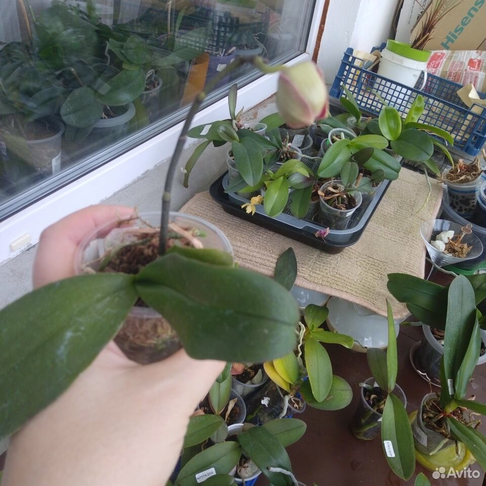 Орхидея Азиатская интрига купить на Зозу.ру - фотография № 1