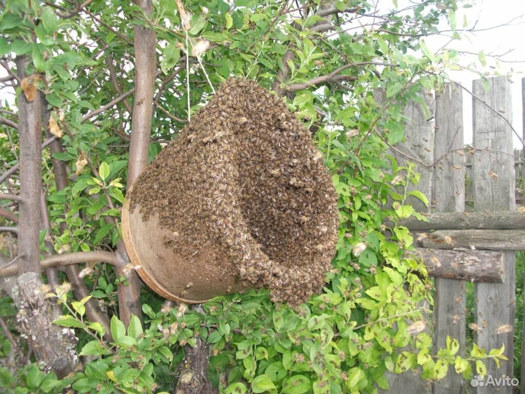 Сниму рой пчел с вашего участка,бесплатно купить на Зозу.ру - фотография № 2